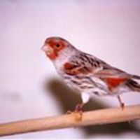 claudius_harvey avatar