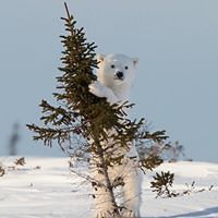 zurab_mdivani avatar