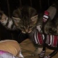 bojan_toporis avatar