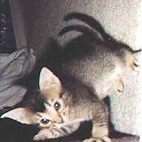 sara_sugihara avatar