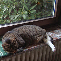 hildecashmere avatar