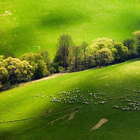 mengsengamazing avatar