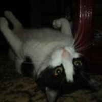 osman_osman_3154 avatar