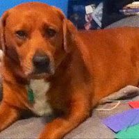 treedrtreed101519 avatar