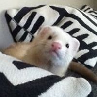 robert_olsen_1441 avatar