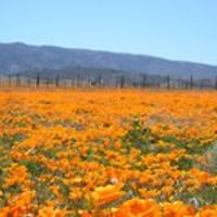 jeanine_mengel avatar