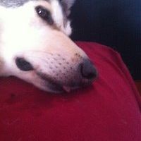 felix_eschenburg avatar