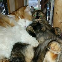 lisa_duncan_106 avatar