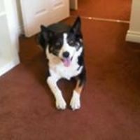 gill_wood_9828 avatar