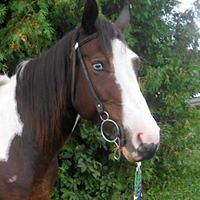 shannon_tegart avatar