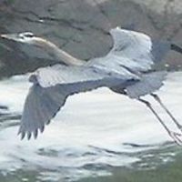 heron_feather avatar