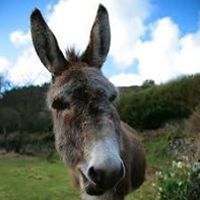 diana_patel_338 avatar