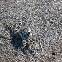 debbie_moreira_7 avatar