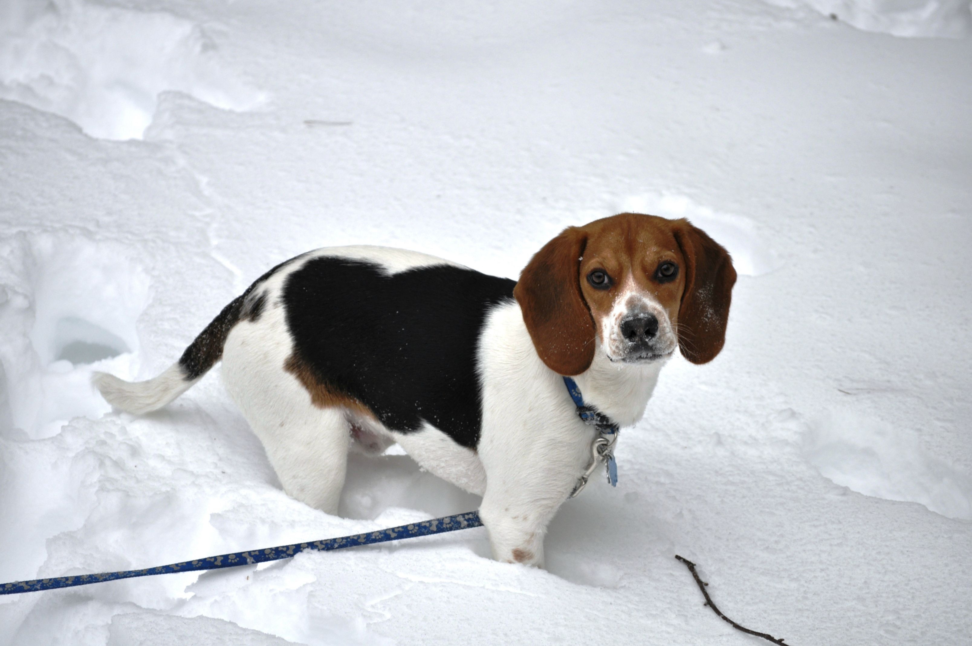 Beagle's First Snow