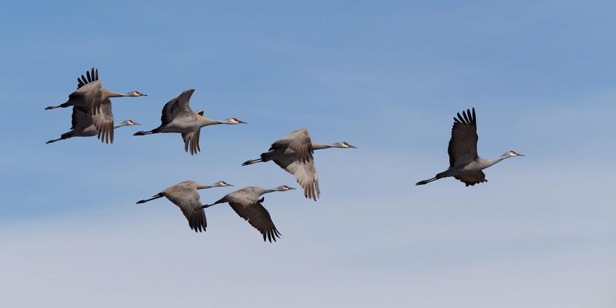 Sand Hill Cranes Leaving Palmer, Alaska
