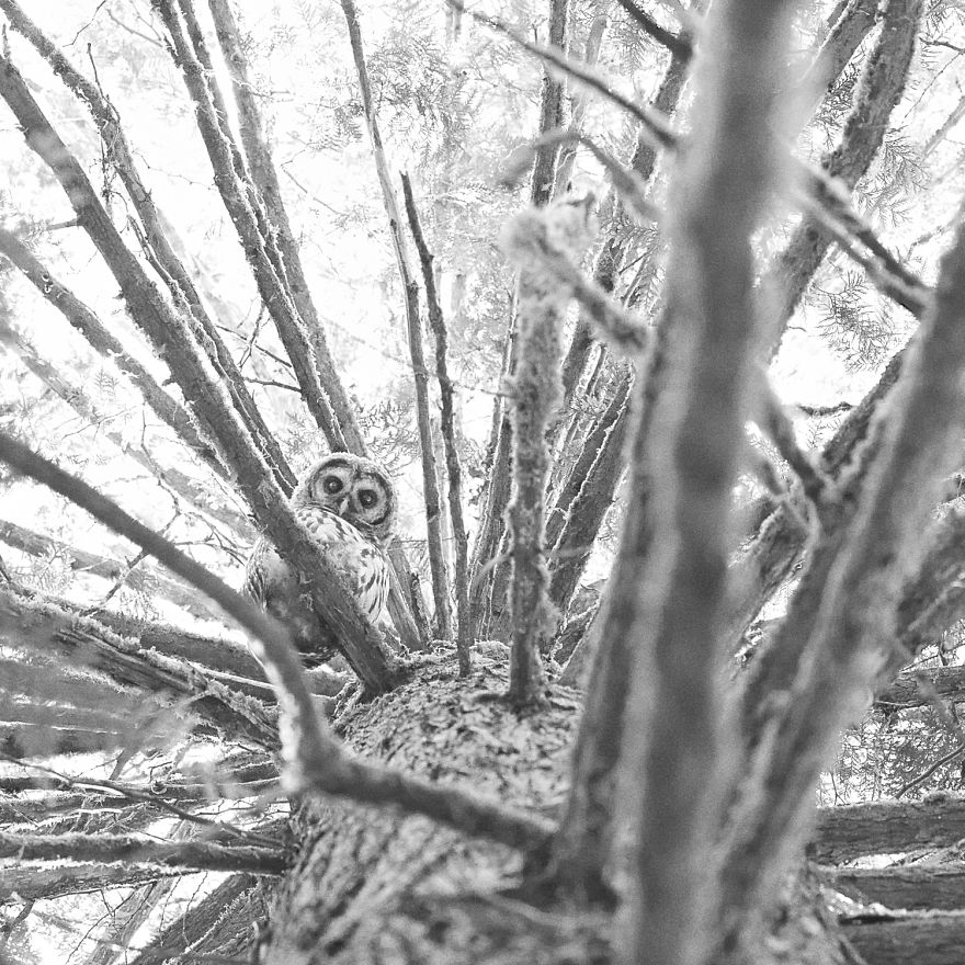 All Seeing - Barred Owl, Suquamish, Wa