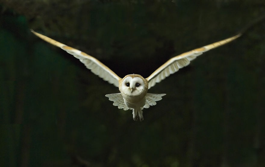 Barn Owl