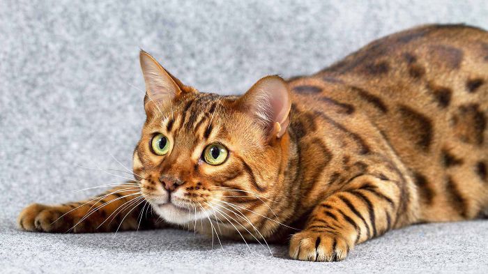 Bengal Cat