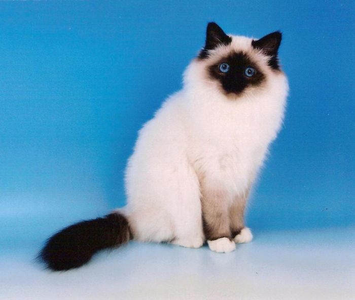 Birman