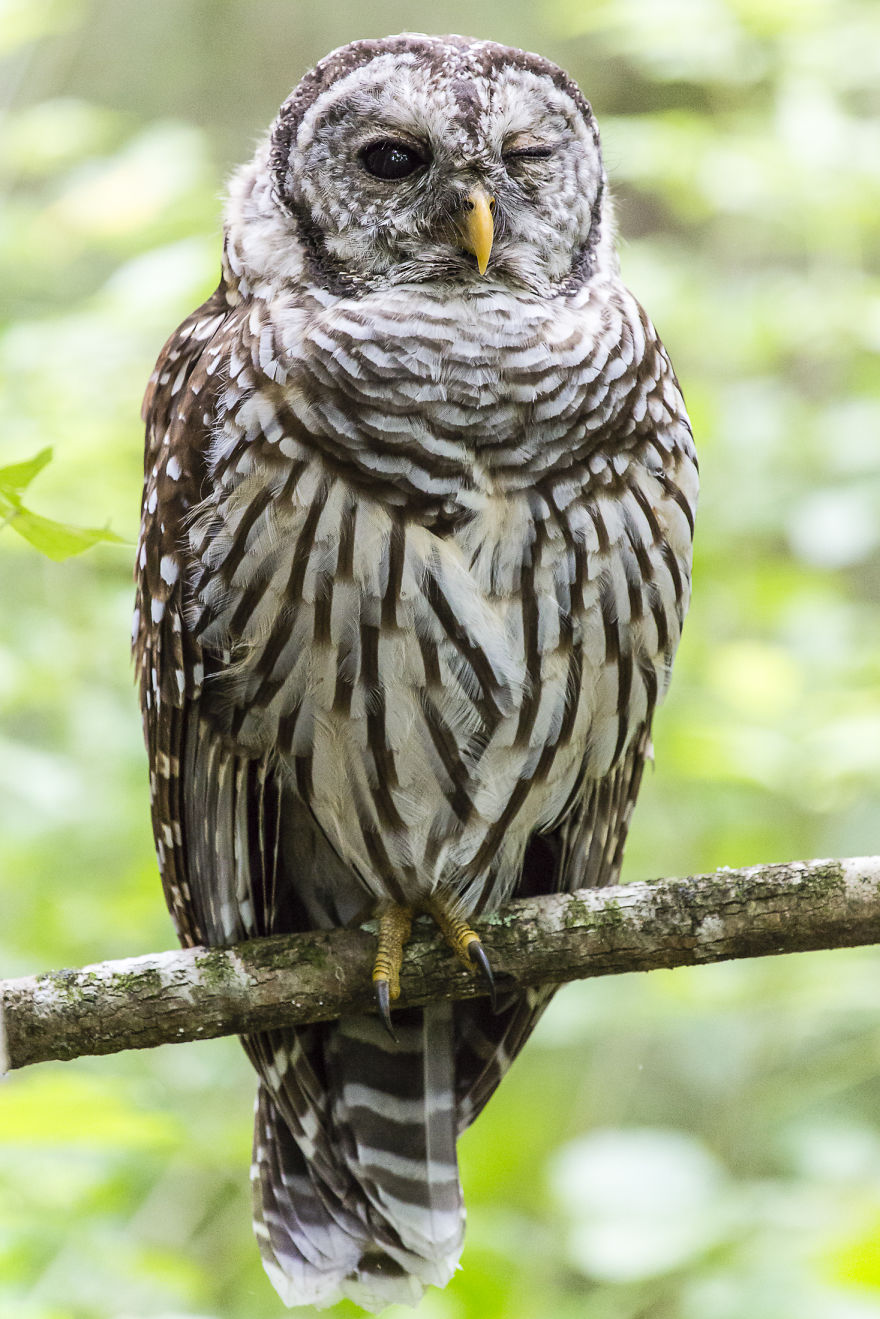 Blinking Owl
