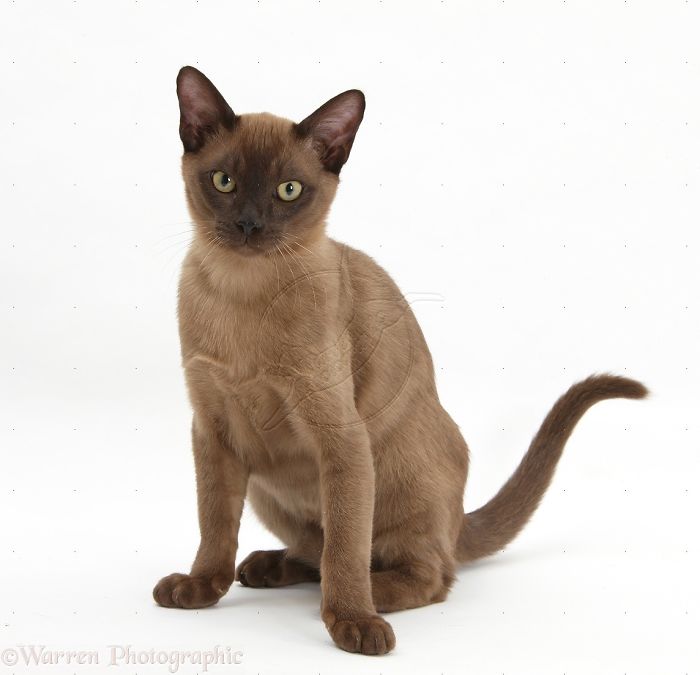 Burmese Cat