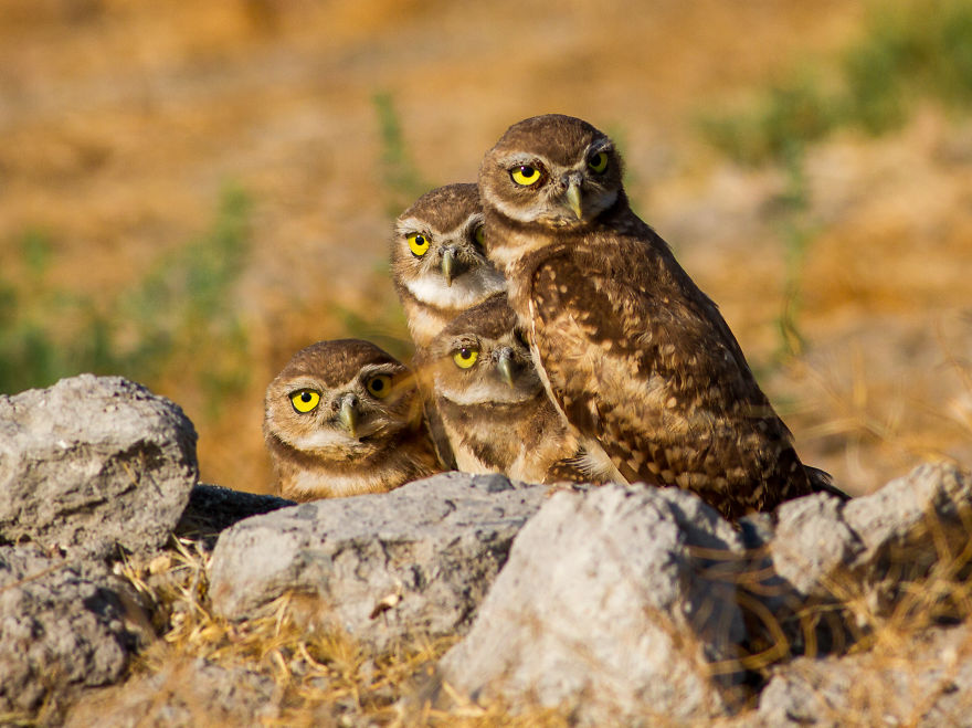 Burrowing Owl Family