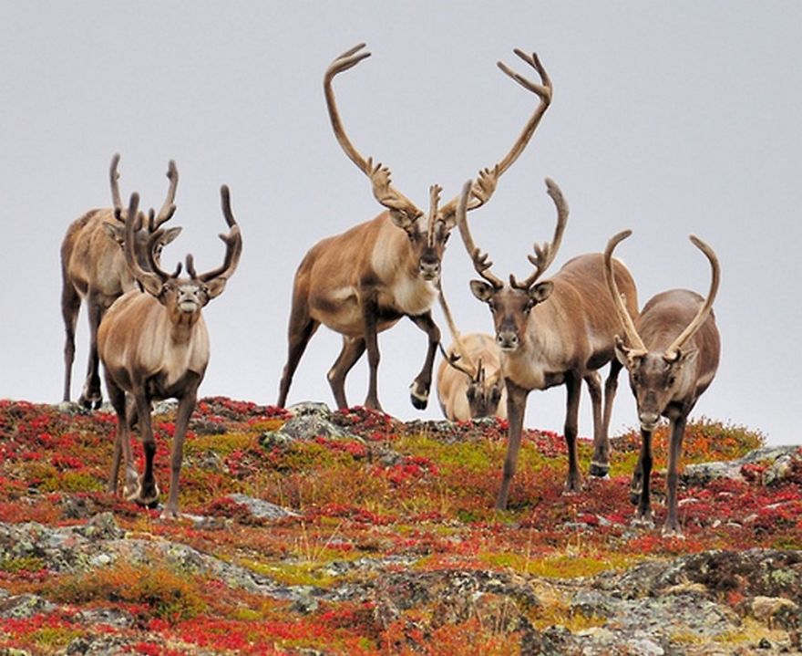Carribou Migration, Canada