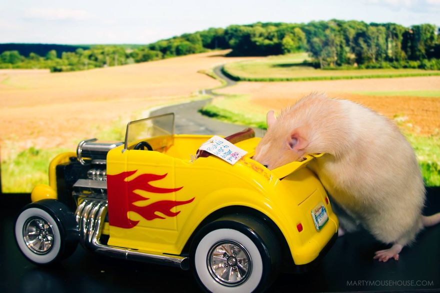 The Adorable Adventures Of Marty Mouse