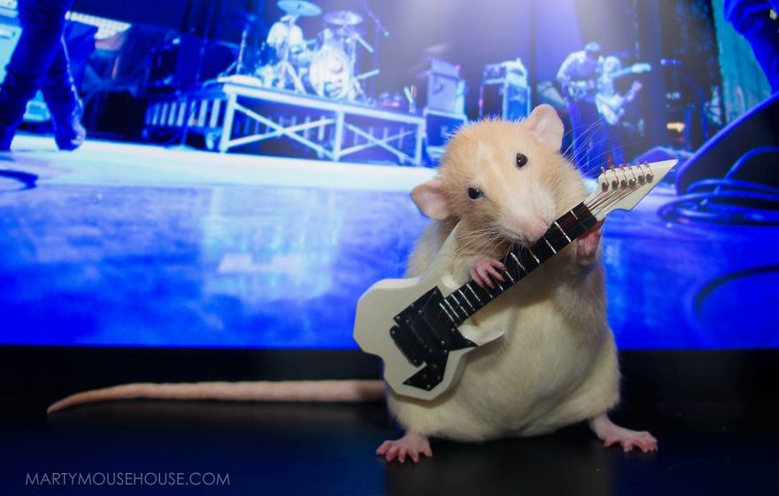 The Adorable Adventures Of Marty Mouse