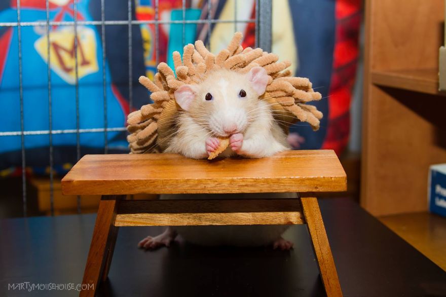 The Adorable Adventures Of Marty Mouse