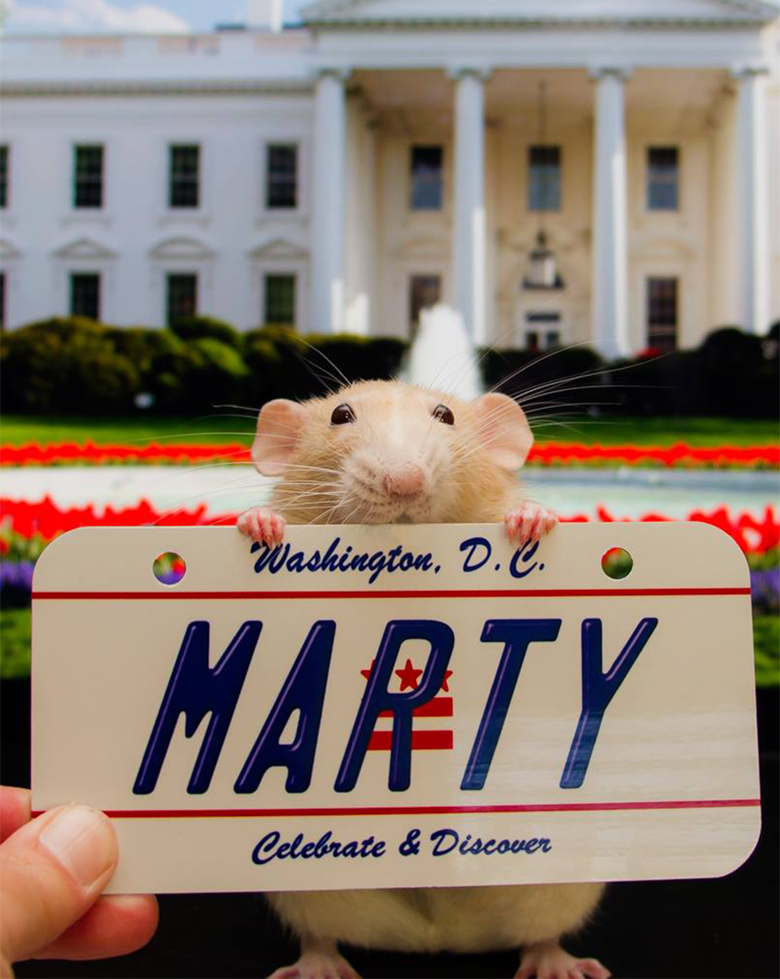 The Adorable Adventures Of Marty Mouse