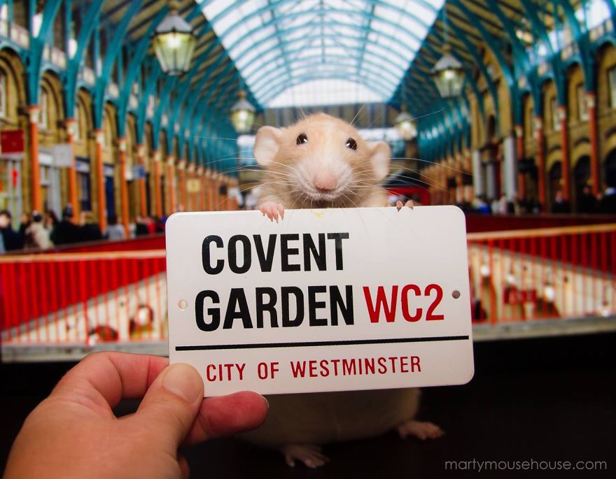 The Adorable Adventures Of Marty Mouse