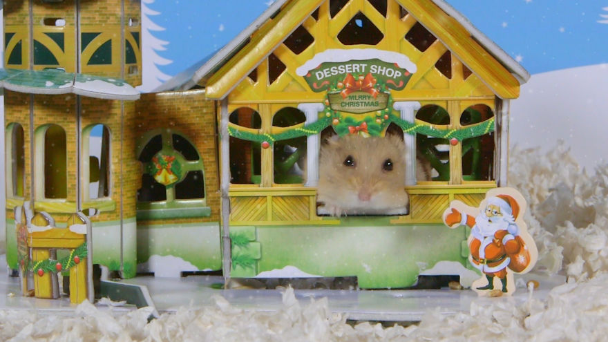 Cute Hamsters: 12 Days Of Christmas (Pics And Videos)