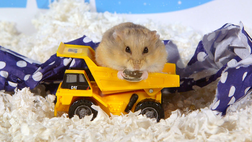 Cute Hamsters: 12 Days Of Christmas (Pics And Videos) Cute Hamsters: 12 Days Of Christmas (Pics And Videos)
