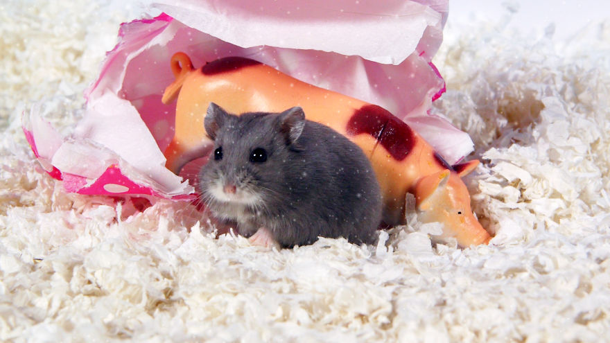 Cute Hamsters: 12 Days Of Christmas (Pics And Videos) Cute Hamsters: 12 Days Of Christmas (Pics And Videos)