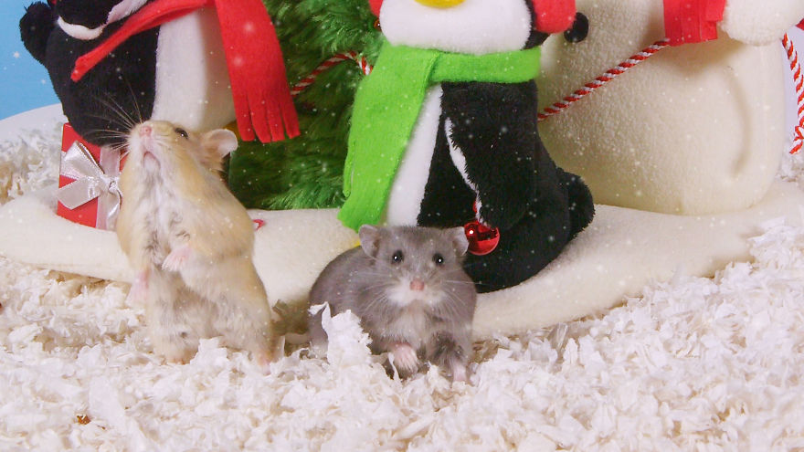 Cute Hamsters: 12 Days Of Christmas (Pics And Videos)