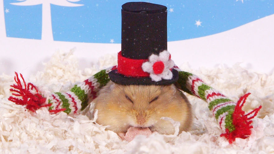Cute Hamsters: 12 Days Of Christmas (Pics And Videos) Cute Hamsters: 12 Days Of Christmas (Pics And Videos)