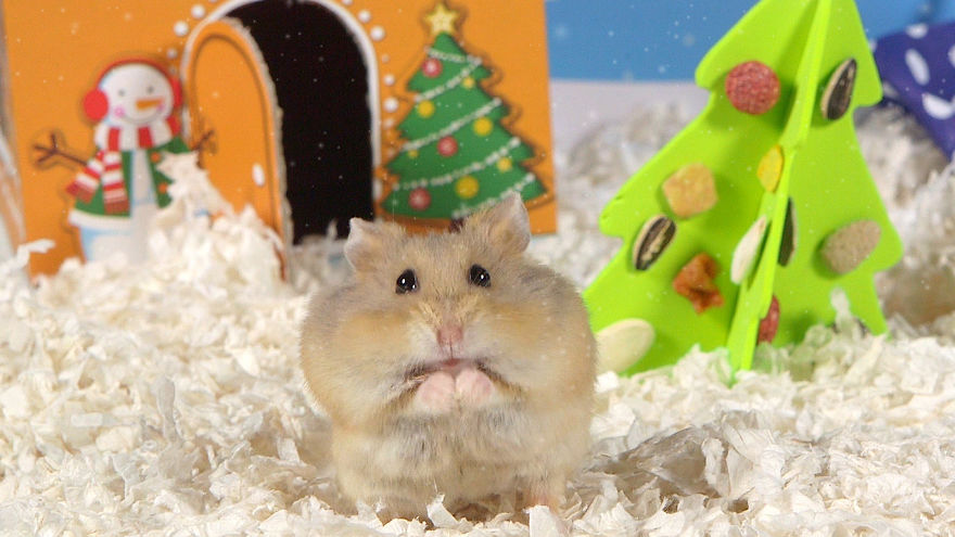 Cute Hamsters: 12 Days Of Christmas (Pics And Videos)
