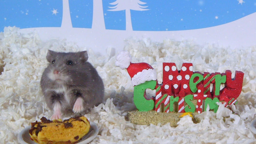 Cute Hamsters: 12 Days Of Christmas (Pics And Videos)