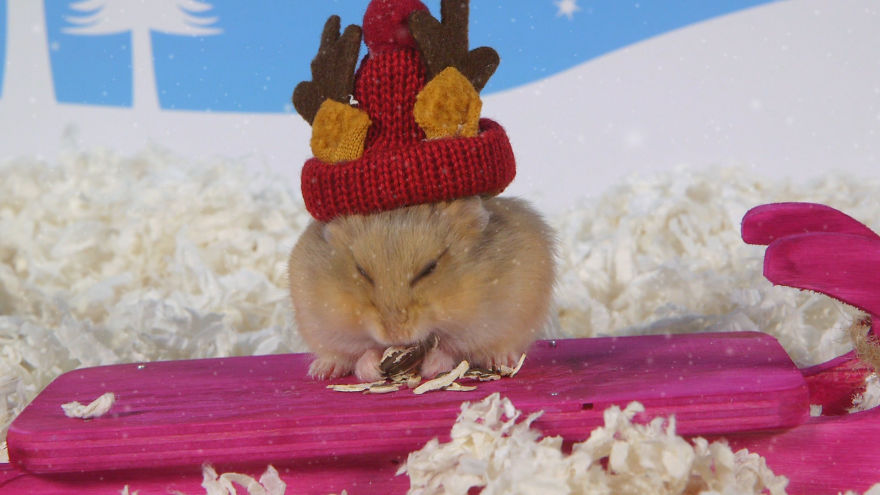Cute Hamsters: 12 Days Of Christmas (Pics And Videos)