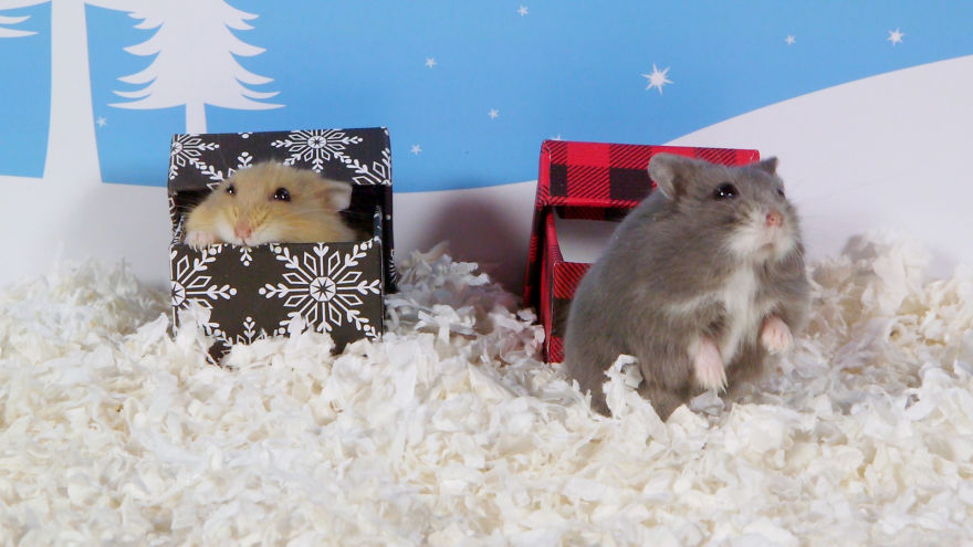 Cute Hamsters: 12 Days Of Christmas (Pics And Videos) Cute Hamsters: 12 Days Of Christmas (Pics And Videos)