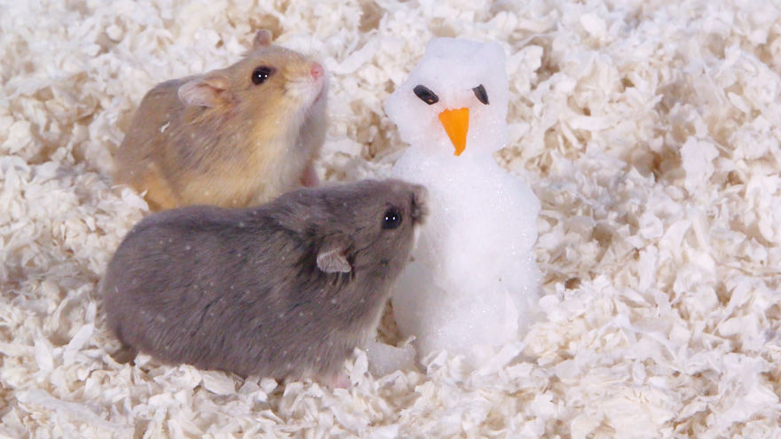 Cute Hamsters: 12 Days Of Christmas (Pics And Videos)