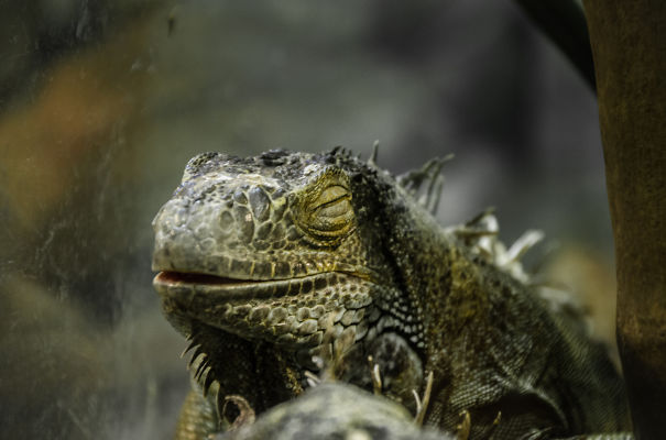 Another Quite Happy Dragon