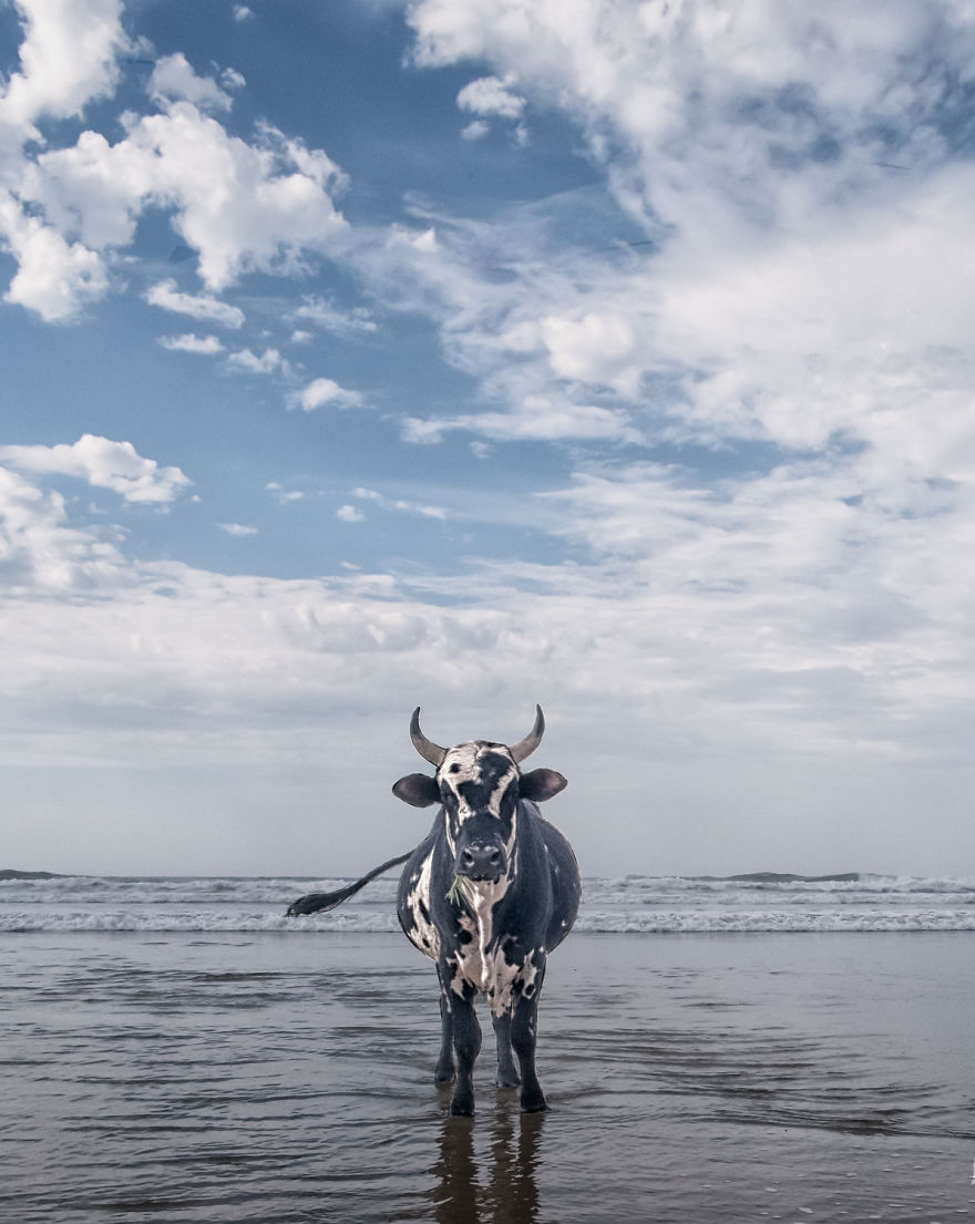 Cows Hit The Beach For Sun, Fun And Surf Cows Hit The Beach For Sun, Fun And Surf