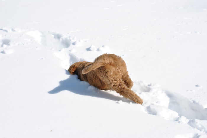 Sophie The Labradoodle Sees Snow For The First Time