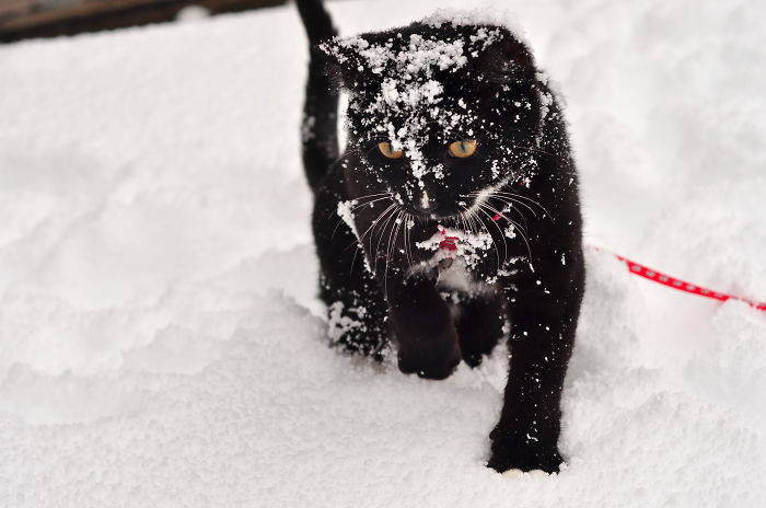 Tank's First Blizzard