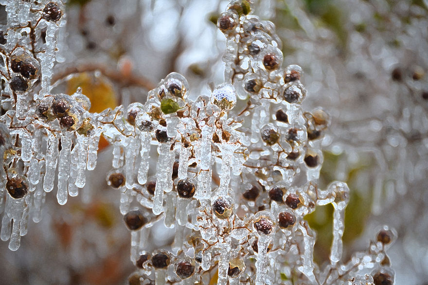 Ice Berries!