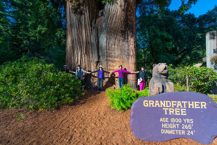 Red Wood Forest - Orengon, Usa