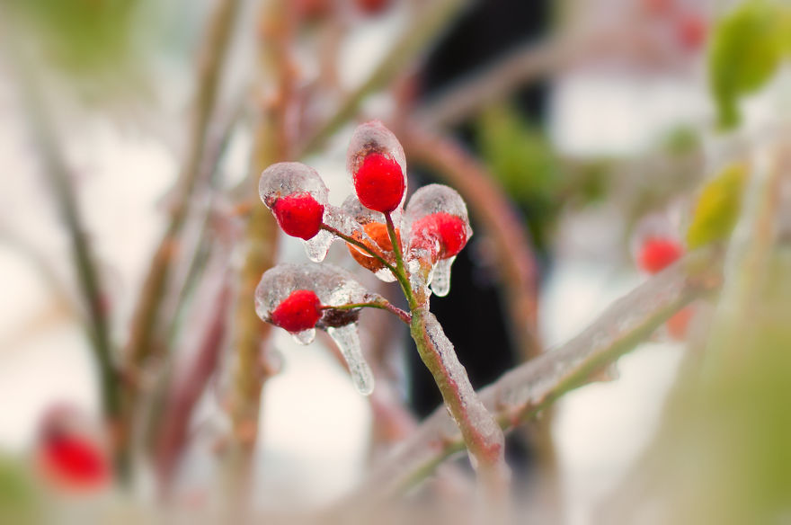 Frozen Rose Hips