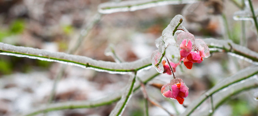The Eros Of Frigid Beauty